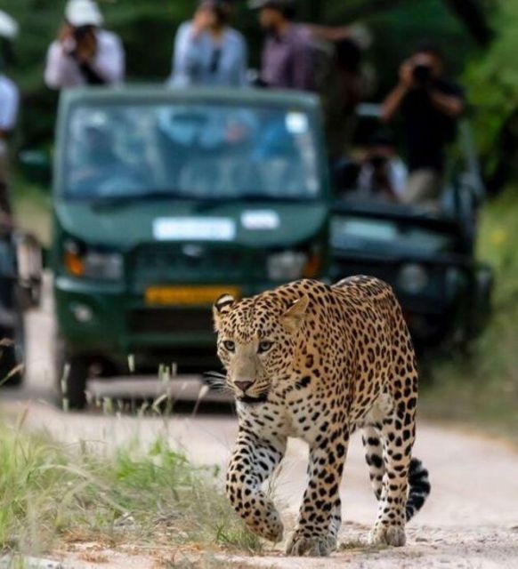 Jaipur: Jhalana Leopard Safari Private Tour - Full Description