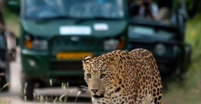 Jaipur: Jhalana Leopard Safari Private Tour - Inclusions