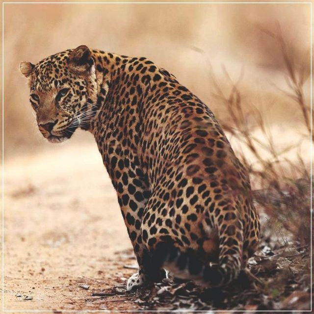Jaipur: Jhalana Leopard Safari Private Tour - Directions
