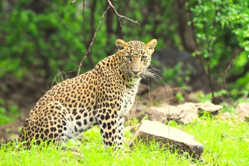 Jaipur: Jhalana Leopard Safari Tour - Final Thoughts: Is the Jhalana Leopard Safari Worth It?