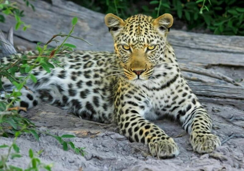 Jaipur: Jhalana leopard safari tour with hotel pickup & drop - Final Thoughts: Is It Worth It?