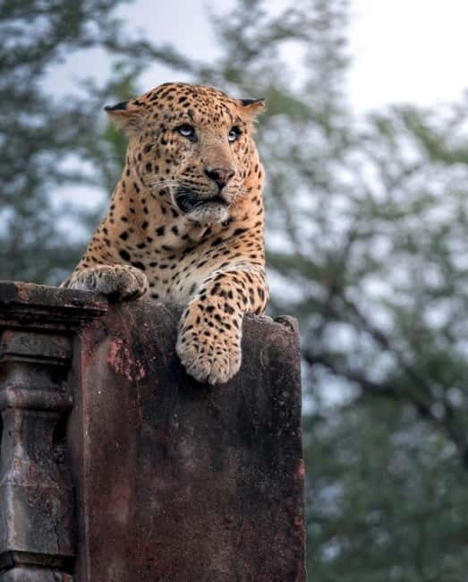Jaipur: Jhalana leopard safari tour with hotel pickup & drop - What You Can Expect from the Jhalana Safari Tour