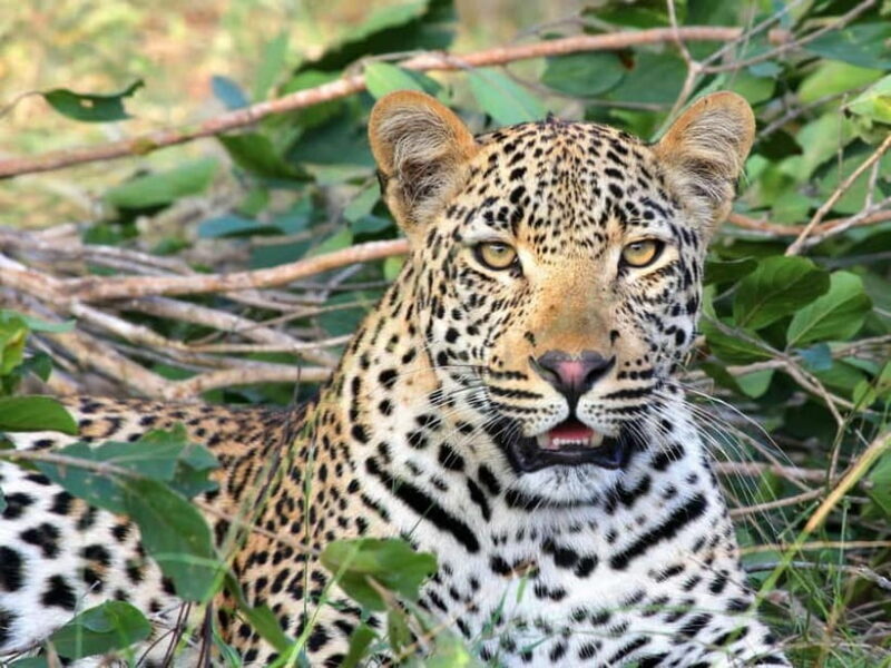 Jaipur: Jhalana leopard safari tour with hotel pickup & drop - The Cost and Value of the Safari