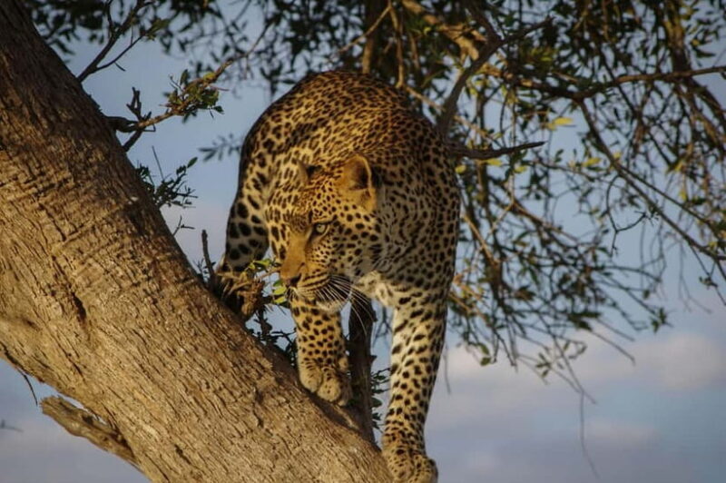 Jaipur: Jhalana leopard safari tour with hotel pickup & drop - Practical Tips for Your Safari Day