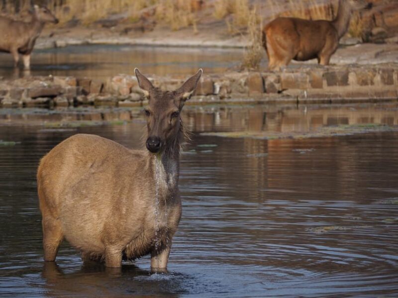 Jaipur: Leopards Safari Tour at Jhalana l Spot Wild Animals - The Itinerary in Detail
