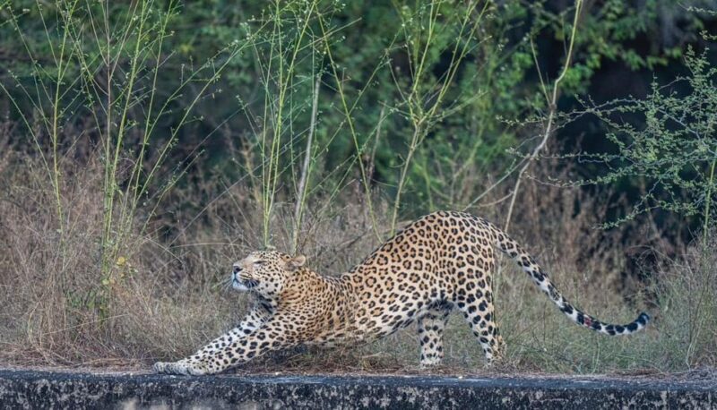 Jaipur: Leopards Safari Tour at Jhalana l Spot Wild Animals - Pricing & Value