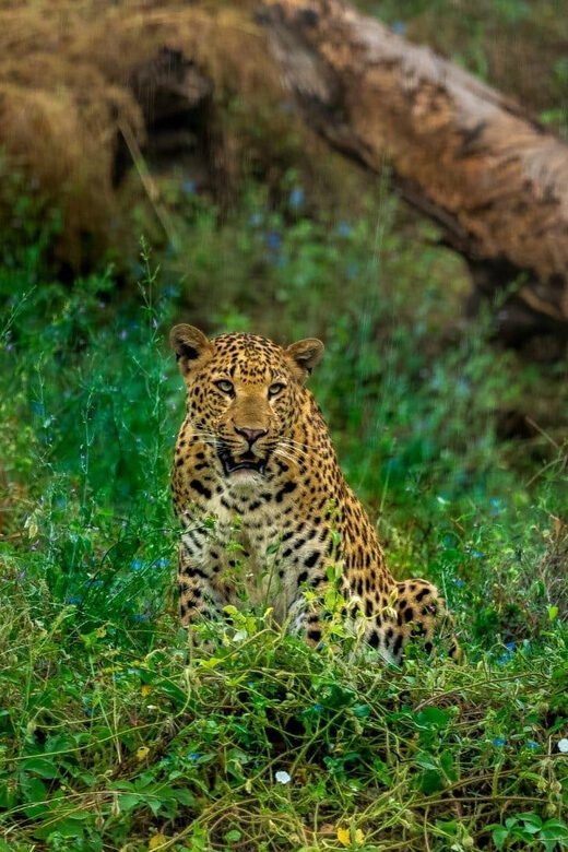 Jaipur: Leopards Safari Tour at Jhalana l Spot Wild Animals - The Reviews Speak Volumes