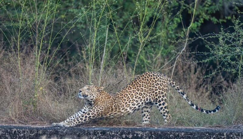 Jaipur: Leopards Safari Tour at Jhalana l Spot Wild Animals - Who Is This Tour For?