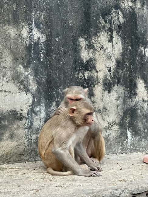 Jaipur: Monkey Temple and Sun Temple Guided Tour - Final Thoughts: Is This Tour Worth It?