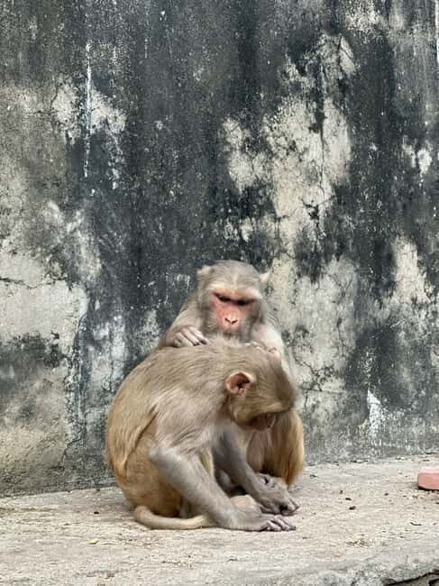 Jaipur: Monkey Temple and Sun Temple Guided Tour - The Itinerary: What to Expect from the Tour