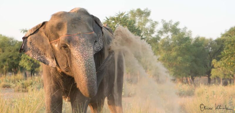 Jaipur: Private Elephant Sanctuary - An In-Depth Look at the Jaipur: Private Elephant Sanctuary Tour