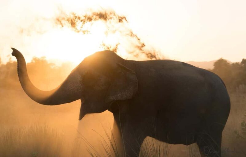 Jaipur: Private Elephant Sanctuary - Final Thoughts