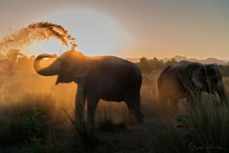 Jaipur: Private Elephant Sanctuary - An In-Depth Look at the Experience