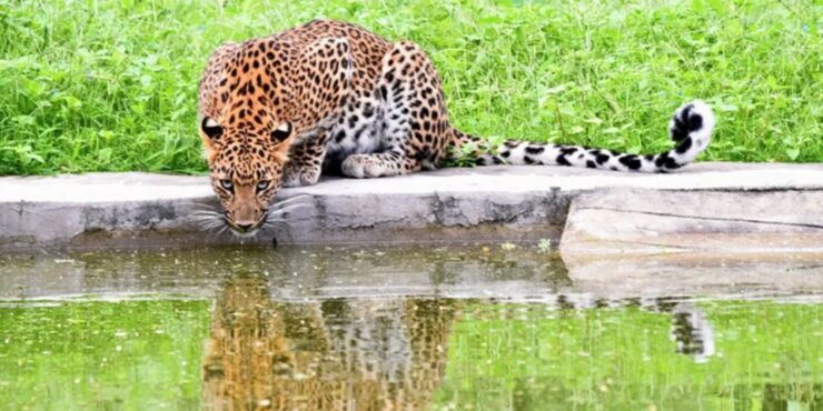 Jaipur: Private Jhalana Leopard Safari Tour - Booking Information
