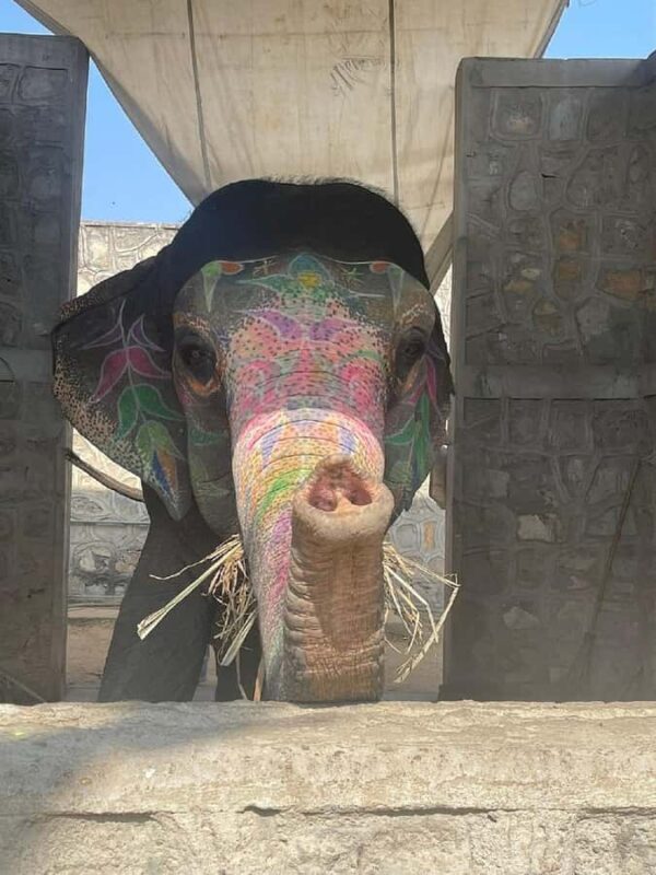 Jaipur: Private Sightseeing Tour by Car or Tuk-Tuk - Transport & Comfort