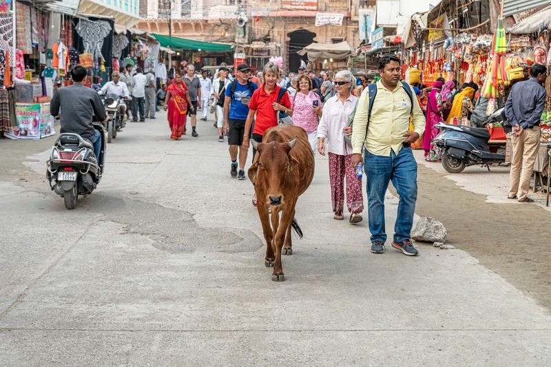 Jaipur Pushkar Full-Day Private Pilgrimage Tour - Should you book the Jaipur to Pushkar tour?