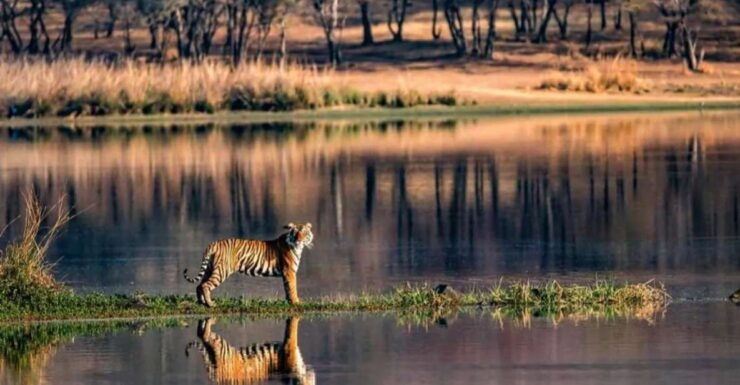 Jaipur: Ranthambore Private Guided Tour With Cab - Activity Details
