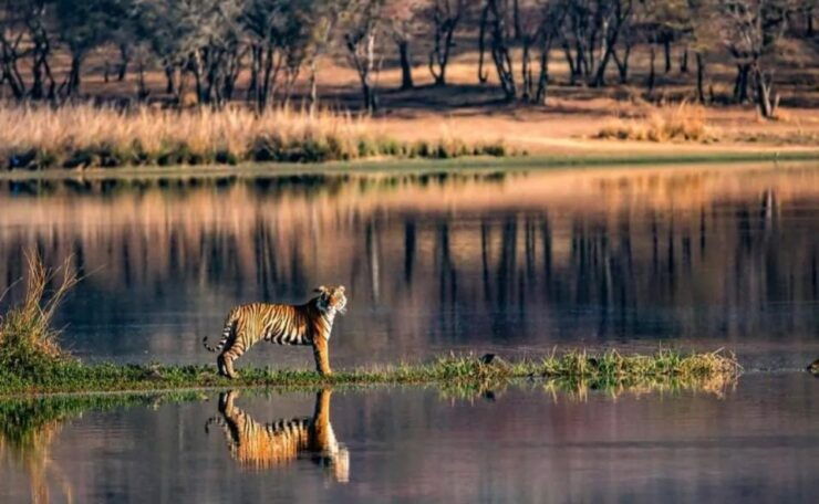 Jaipur: Ranthambore Private Guided Tour With Cab - Experience