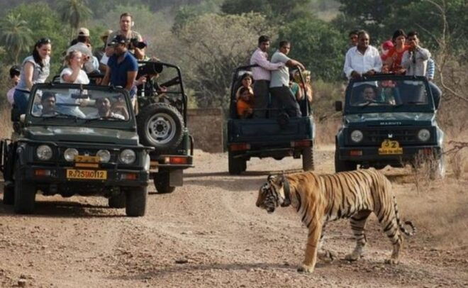 Jaipur: Ranthambore Private Guided Tour With Cab - Inclusions