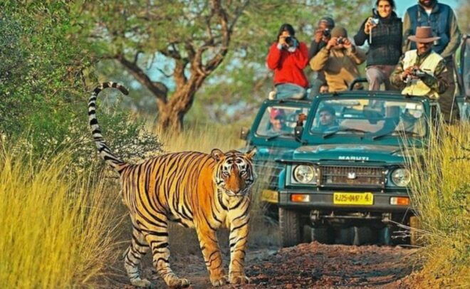 Jaipur: Ranthambore Private Guided Tour With Cab - Customer Reviews