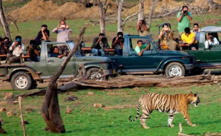 Jaipur: Ranthambore Private Guided Tour With Cab - Experience