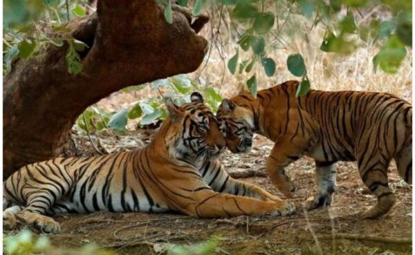 Jaipur: Ranthambore Private Guided Tour With Cab - Convenient Transportation