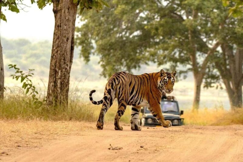 Jaipur: Ranthambore Tiger Safari Round Trip with Transfers - An Authentic Day Trip to Ranthambore