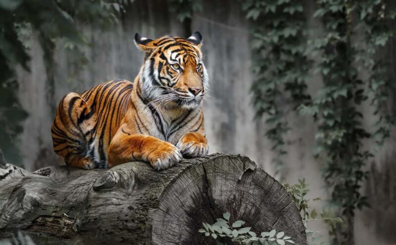 Jaipur: Ranthambore Tiger Safari Round Trip with Transfers - FAQ