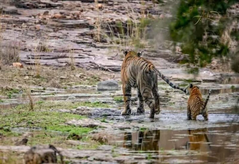 Jaipur: Ranthambore Tiger Safari Round Trip with Transfers - An Honest Look at the Jaipur to Ranthambore Safari Tour