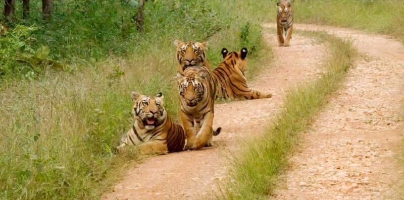 Jaipur: Same Day Sariska National Park Tiger Safari Tour - Good To Know