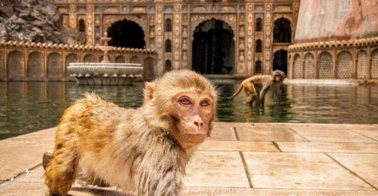 Jaipur Sightseeing Tour With Monkey Temple (Galta Ji Temple) - Experience