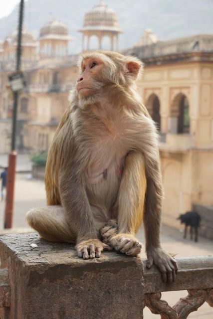 Jaipur Sightseeing Tour With Monkey Temple (Galta Ji Temple) - Experience
