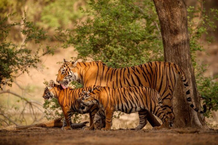 Jaipur To Ranthambhore Same Day Tour/ Tiger Safari By Car - Itinerary