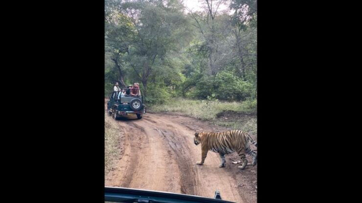 Jaipur to Ranthambore Day Trip - Good To Know