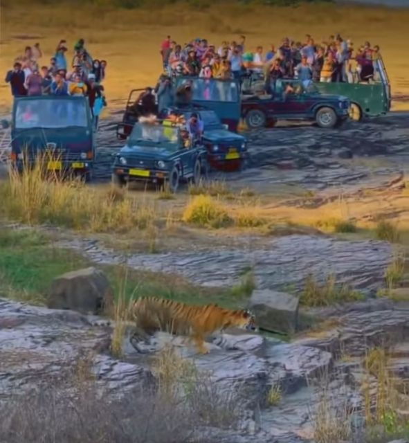 Jaipur to Ranthambore Day Trip - Experience Highlights