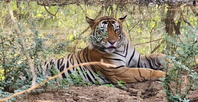Jaipur to Ranthambore Day Trip - The Sum Up