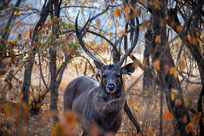 Jaipur to Ranthambore Day Trip with Safari and Transfers - The Sum Up