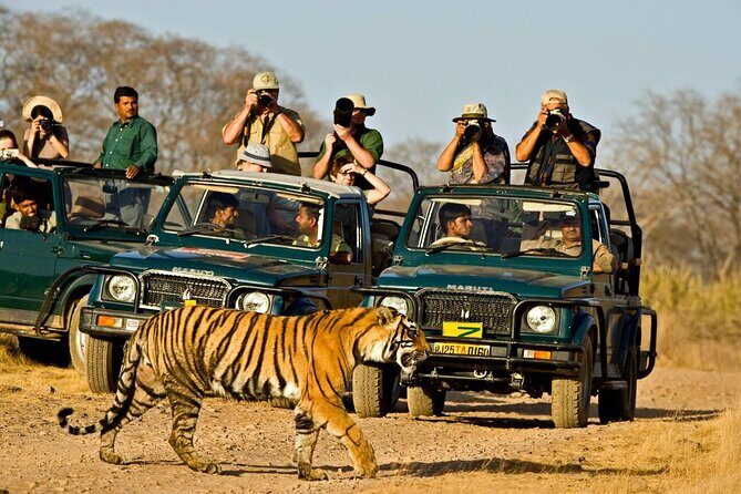 Jaipur to Ranthambore Day Trip with Safari and Transfers - Good To Know