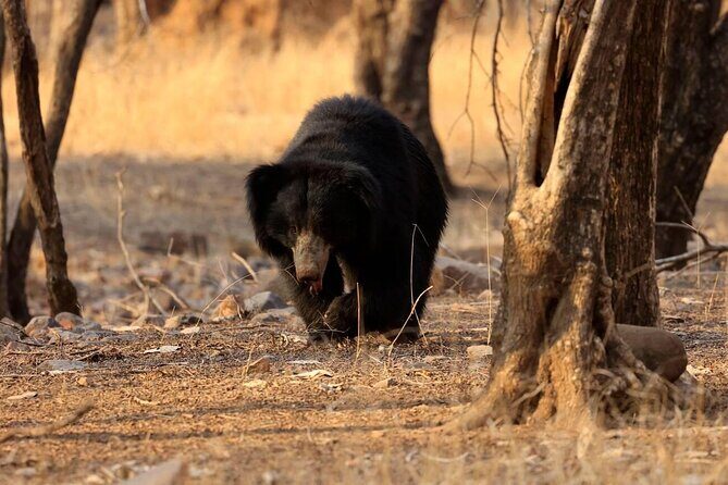 Jaipur to Ranthambore Day Trip with Safari and Transfers - The Journey: From Jaipur to Ranthambore