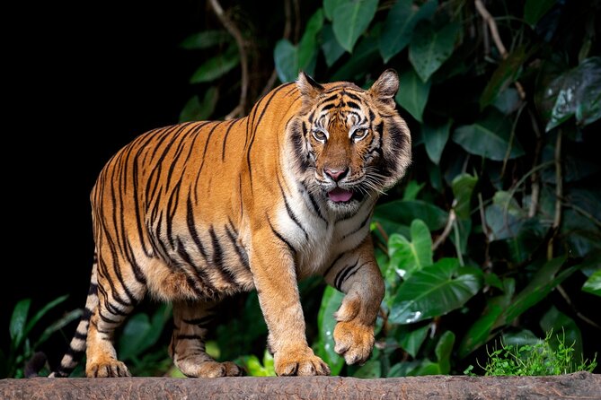 Jaipur to Ranthambore National Park Private Gypsy Safari Tour - Tour Pricing and Booking Details