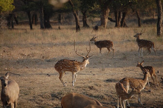 Jaipur to Ranthambore National Park Private One Day Trip - Pickup Points