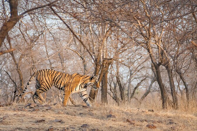 Jaipur to Ranthambore National Park Private One Day Trip - Confirmation Details