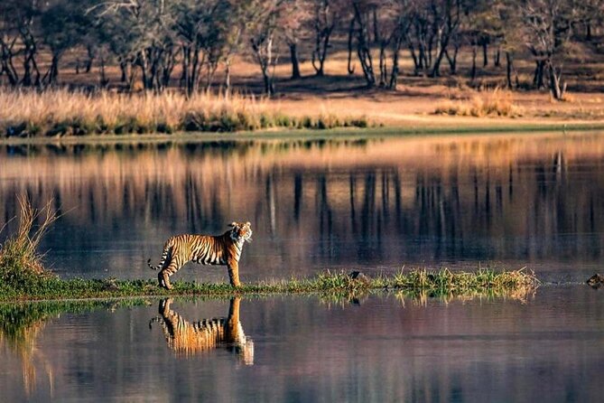 Jaipur to Ranthambore National Park Same Day Tour - Price and Guarantee