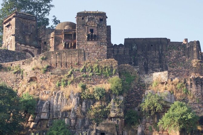 Jaipur to Ranthambore National Park Same Day Tour - Reviews Summary