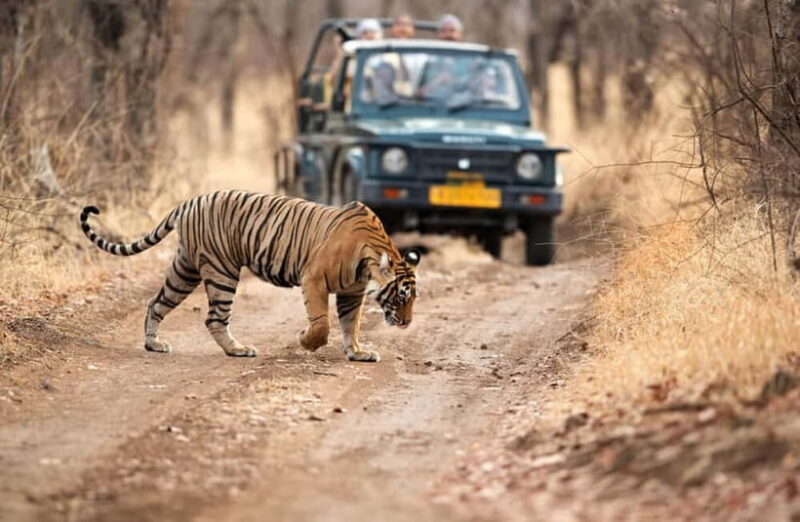 Jaipur to Ranthambore National Park Wildlife Safari - Jaipur to Ranthambore National Park Wildlife Safari Review