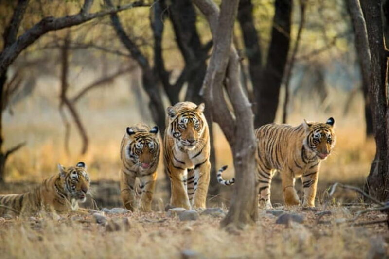 Jaipur to Ranthambore National Park Wildlife Safari - The Journey from Jaipur to Ranthambore