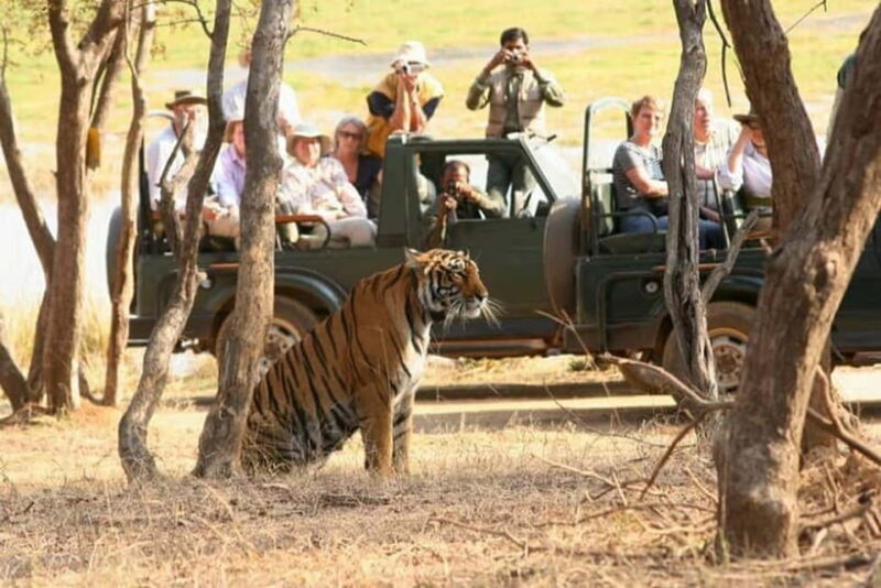 Jaipur to Ranthambore National Park Wildlife Safari - The Safari Experience