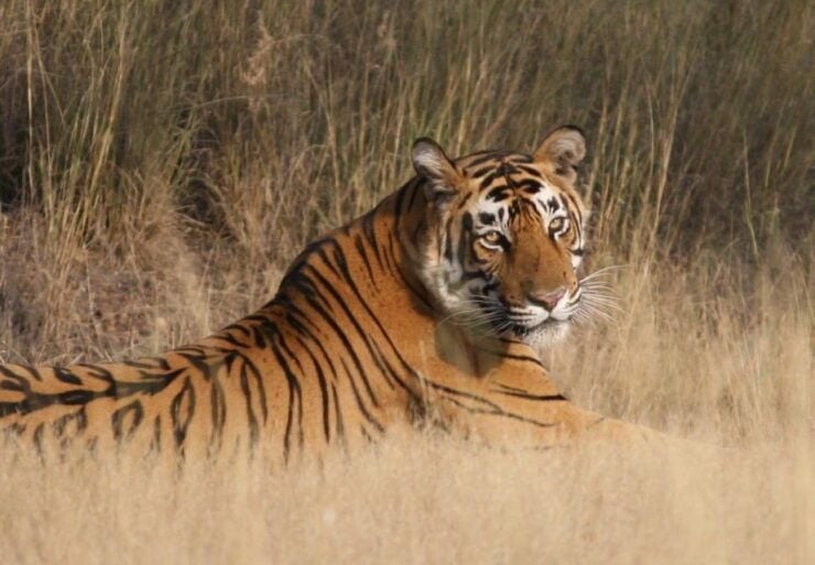 Jaipur To Ranthambore One Way Private Transfer - Good To Know