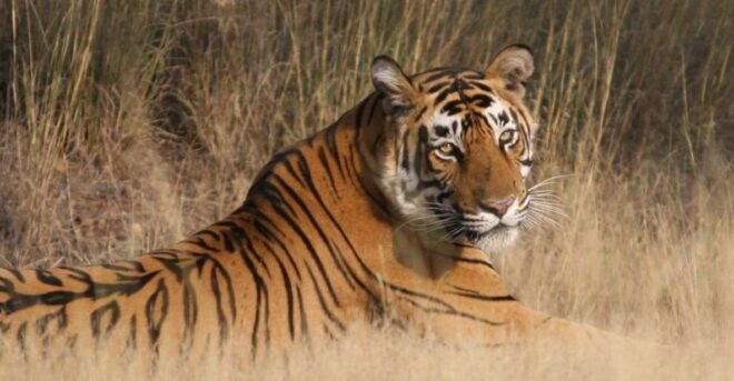 Jaipur To Ranthambore One Way Private Transfer - Customer Review