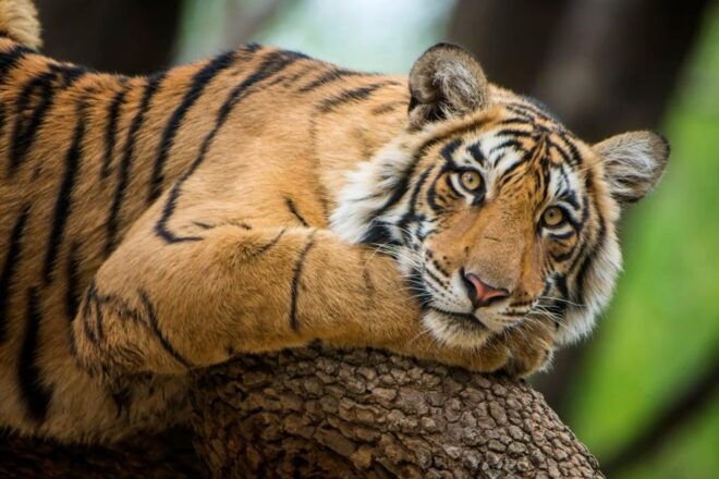 Jaipur To Ranthambore One Way Private Transfer - Frequently Asked Questions